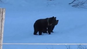 Бабка Прогнала Медведей