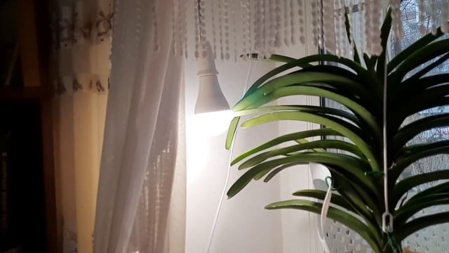 Обзор цветущих орхидей на лоджии, тёмных окнах, лампы. Реанимация орхидеи. 2 декабря 2021 г. смотреть онлайн