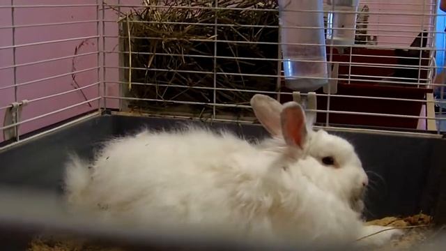 Кролик породы Пуховый 1 смотреть онлайн
