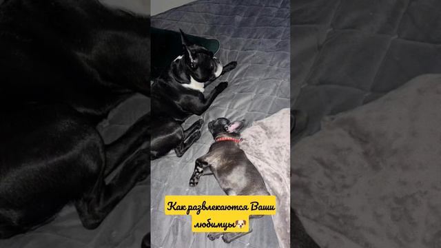 А как развлекаются Ваши, любимцы? 🐶 #домашниеживотные #домашниелюбимцы #песики #котики