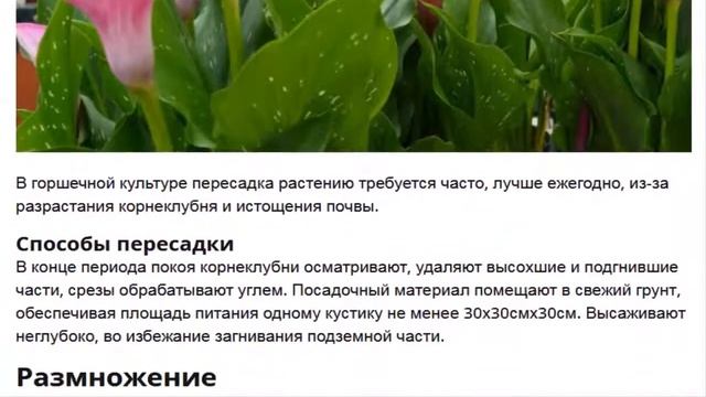 КАЛЛЫ  Выращивание и уход за каллами