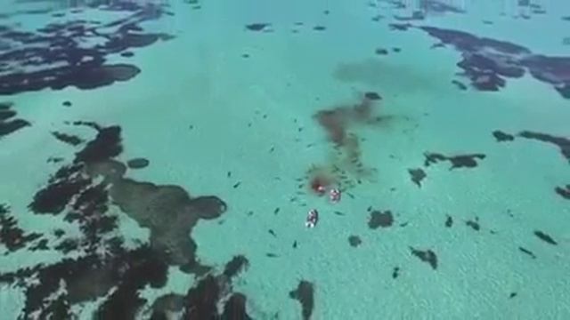 70 акул поедают кита на глазах у туристов. смотреть онлайн