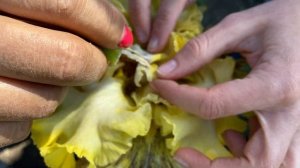 Опыление ирисов. Сорт THAT'S ENTERTAINMENT / Сад Ворошиловой