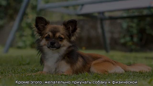 Сколько живут собаки в домашних условиях: таблица по породам