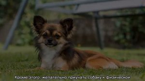 Сколько живут собаки в домашних условиях: таблица по породам