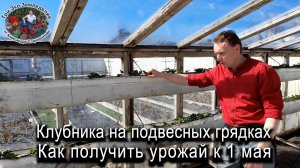 Клубника на подвесных грядках. Как получить урожай к 1 мая #ТриЭкоОгород