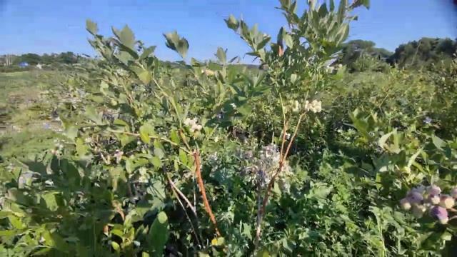 ?Голубика Дениз Блю ? средний срок созревания. Ставрополь 04.07.2023