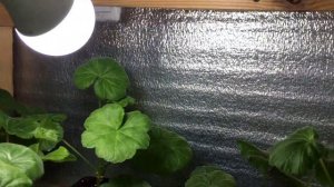 Пеларгония. Подсветка зимой.