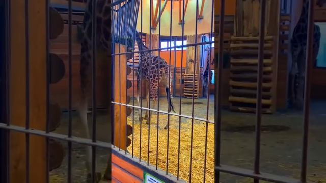 Зоопарк в Будапеште , zoo in Budapest, чтотпосетить в Будапеште , какой зоопарк посетить