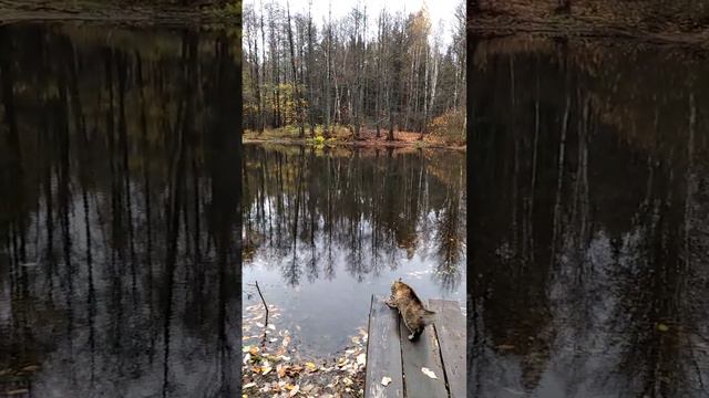Озерцо. Кошка. Деревня. Беларусь.