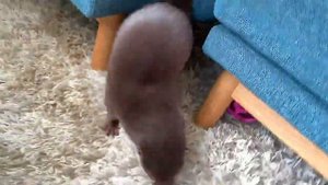 Выдры делят драгоценные камушки)) | Домашняя выдра.