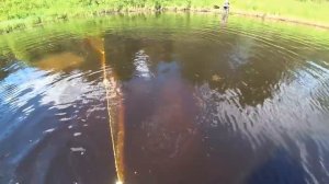 В ЭТОЙ ЛУЖЕ РЫБА ЕСТЬ \ РЫБАЛКА НА БРЕДЕНЬ \ ЗОЛОТО СЕВЕРА \ РЫБАЛКА СЕВЕРА, ДЕДОВСКИМ СПОСОБОМ!