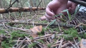 ✔ЗА БЕЛЫМИ ГРИБАМИ В Тверские леса. Открытие сезона тихой охоты по грибы./ Август 2021 год /