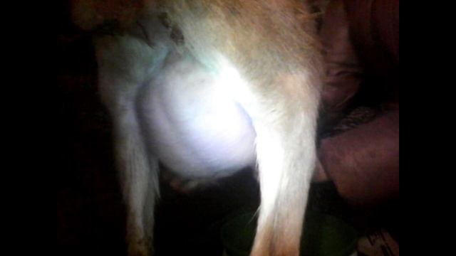 РОДИЛА!ПОПОЛНЕНИЕ В ХОЗЯЙСТВЕ\\ЗААНЕНСКАЯ КОЗА смотреть онлайн