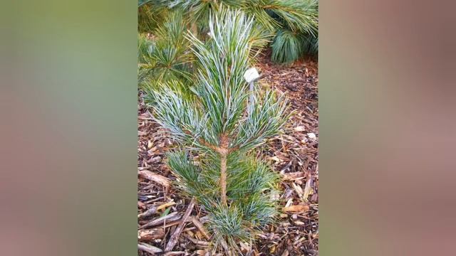 Кедр Корейский из орешка, после стратификации. смотреть онлайн