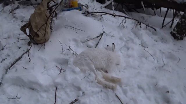 Первый в 2020 году! Охота на ЗАЙЦА #12. смотреть онлайн