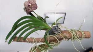 Как я выращиваю орхидею Ванда - Ринхостилис - Аскоценда