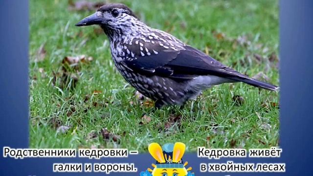 Чик рассказывает о зимующих птицах Урала смотреть онлайн