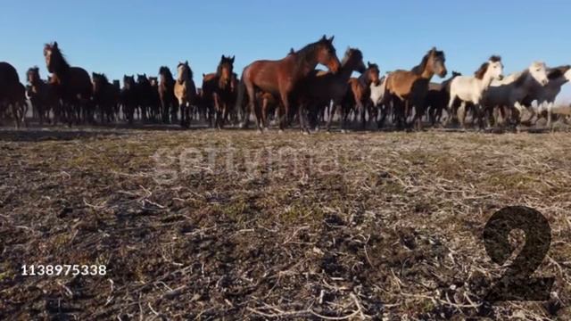 5 МАЛОИЗВЕСТНЫХ ФАКТОВ О МОНГОЛЬСКОЙ ИМПЕРИИ смотреть онлайн