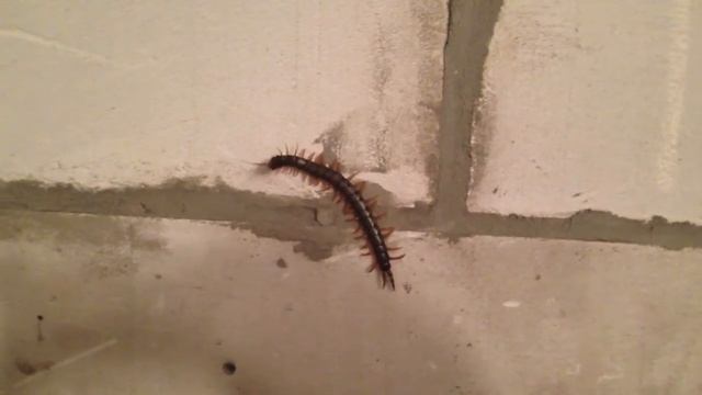 Гигантская сколопендра (Scolopendra Gigantea)