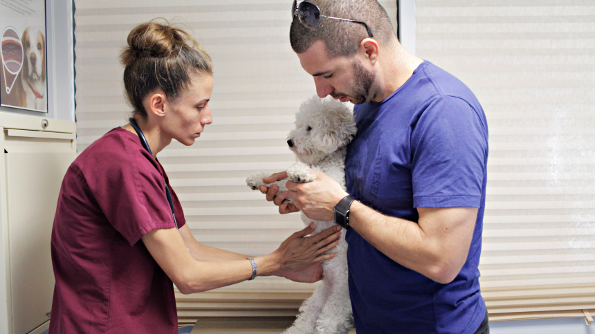 Братьям — не меньшее: россияне смогут получить налоговый вычет за лечение животных