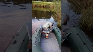 Ямаха 9.9 4т.