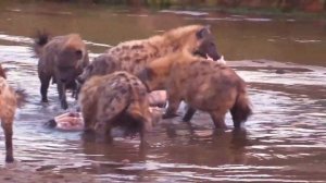 РЫСЬ против ГИЕНЫ ! КТО СИЛЬНЕЕ ?