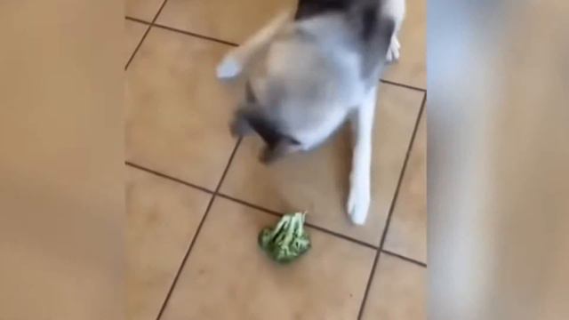 Чувак что это?