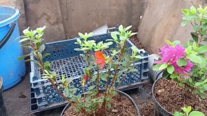 Азалия или рододендрон обзор сортов ))