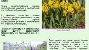 Ирис карликовый или Касатик карликовый Ирис низкий (Iris pumila)