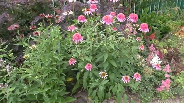 Эхинацея пурпурная Разматаз в моем саду. Важно - дождаться! смотреть онлайн