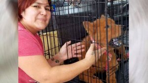 Пес ПРЯТАЛСЯ под машиной. ЕСЛИ БЫ НЕ ЖЕНЩИНА, неизвестно, что с ним стало.