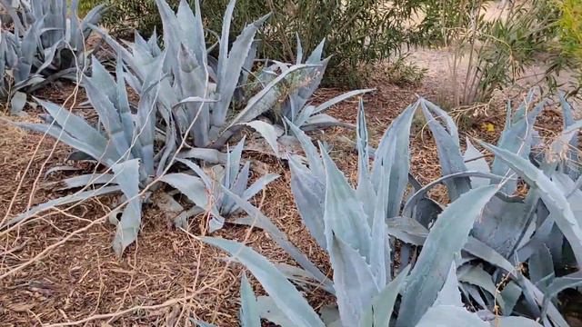 The Myriad Uses of Giant Agave смотреть онлайн