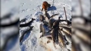 Лиса на рыбалке!