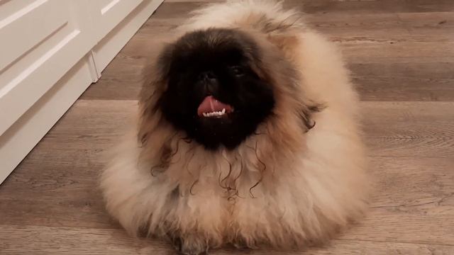 ПЕКИНЕС ДЕНДИК ПЕРВЫЙ ПОХОД К ГРУМЕРУ #сергейтелков #собака #пекинес #pekingese