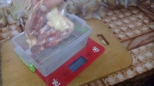 Перепела,забой,вес тушки петушка в 60 дней +