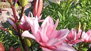 Махровая лилия Spring pink и ЛА- гибрид Брайт даймонд.
