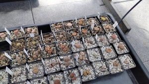 Коллекция литопсов.Полив,литопсы хотят пить.Советы по уходу.lithops "drink"