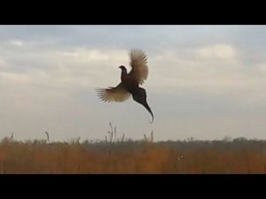На фазана с собакой-пенсионером. Русский охотничий спаниель Фея, ей 10,5 лет.