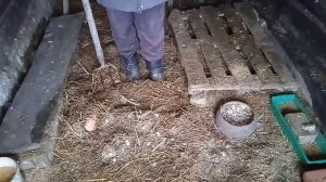 Сырость в птичнике зимой, что делать.