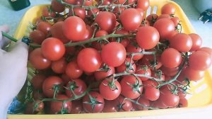 Черри Порпора Ф1  САМЫЙ крутой черри в 2020 г  // Секреты Хороших Урожаев