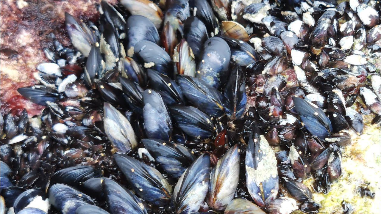 2022. Где растут мидии. Мы там, где нас не видно с берега. 17 сентября. Крым