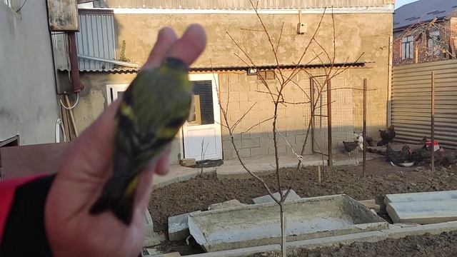 Ловля чижа, старый чиж. 16.12.21 смотреть онлайн