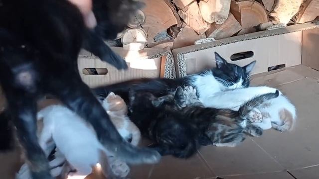 Dünyanın En Kalabalık Kedi Ailesi Bu Kediler Oldu смотреть онлайн