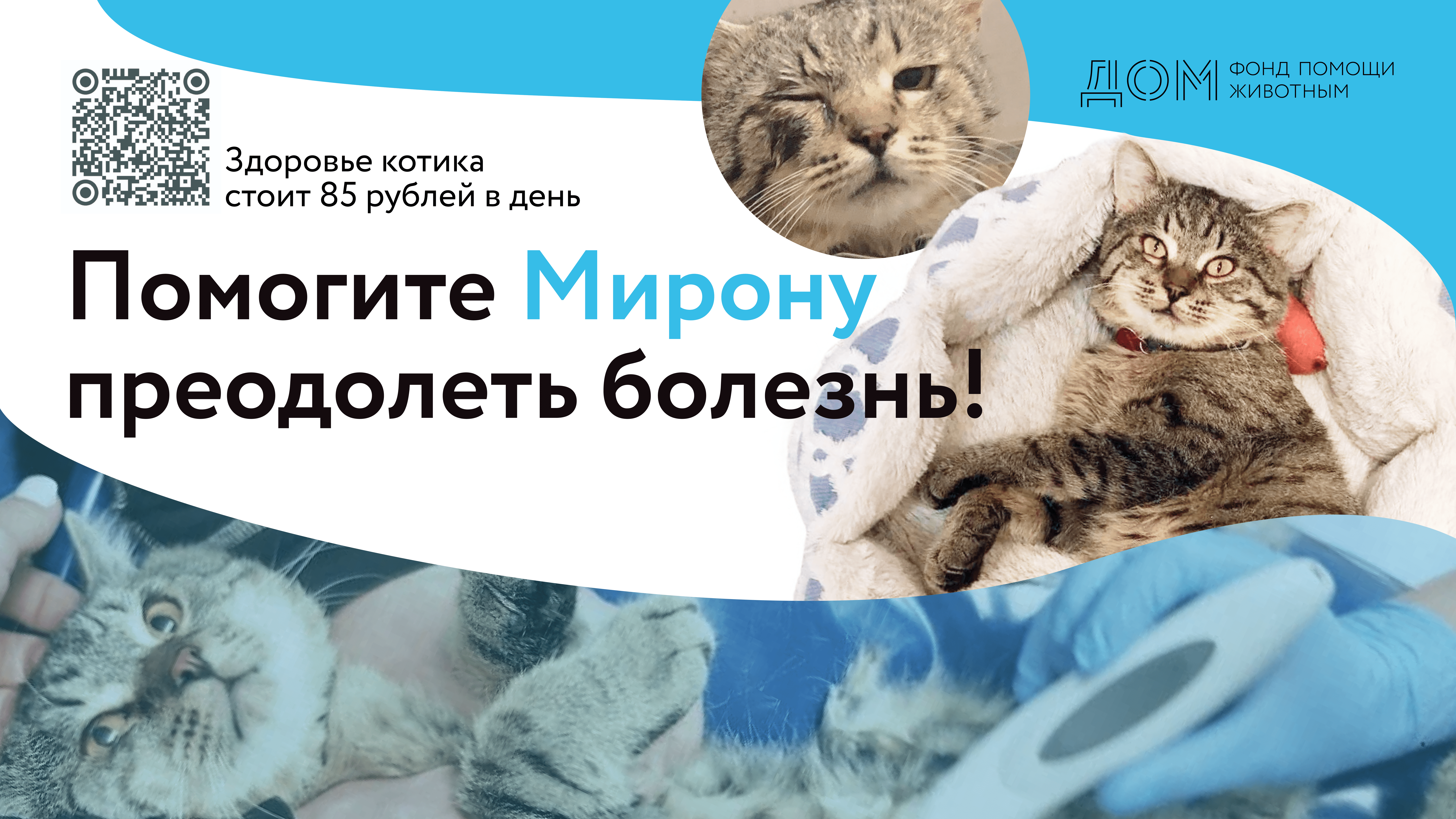 Поможем Мирону Вместе: Как Вы Можете Спасти Бездомного Кота От Смерти?