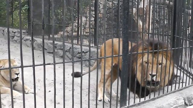 Лев - царь зверей!!! смотреть онлайн