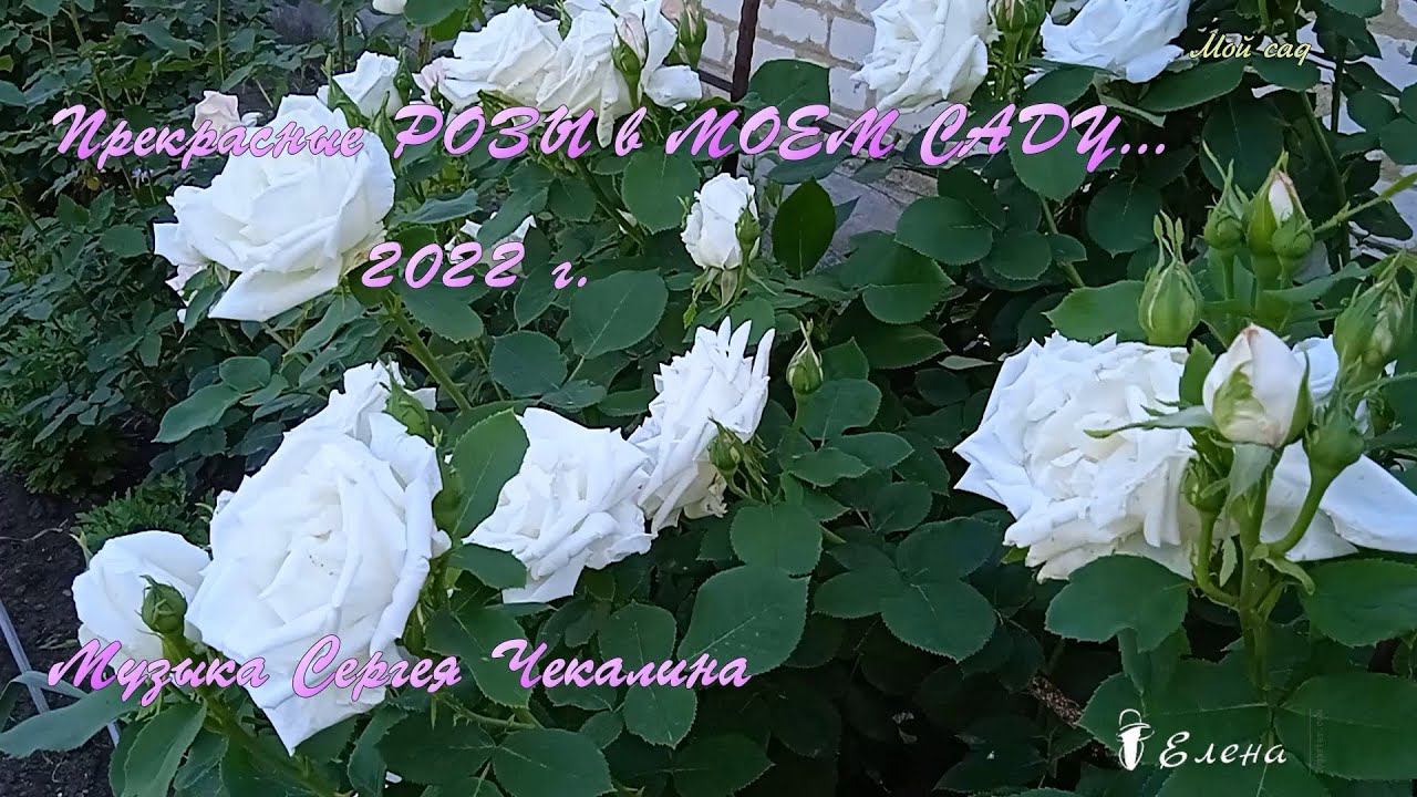 Прекрасные РОЗЫ в МОЕМ САДУ _   2022 г._          Музыка Сергея Чекалина