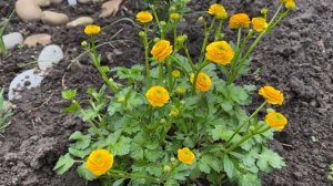 СУПЕР ЭФФЕКТНЫЙ МНОГОЛЕТНИК. УВИДИТЕ и  ВЛЮБИТЕСЬ СРАЗУ.  МОЙ ДОМ И САД. ЛЮТИК ГОЛД РОУЗ Выращивани