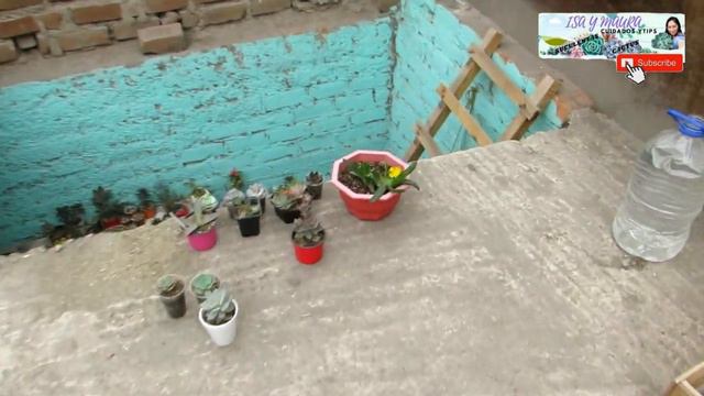 QUE LE PASA AMI SUCULENTA? reposo en verano #suculentas #aeonium #haworthias смотреть онлайн