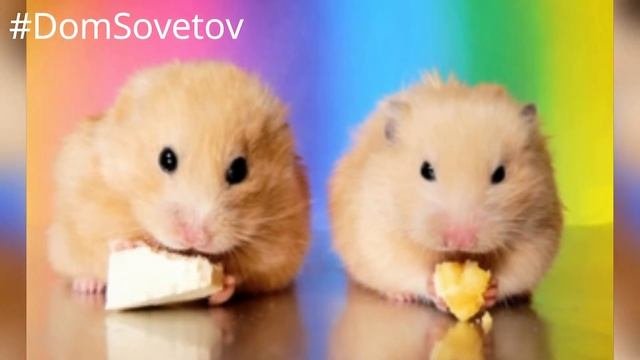 Как выглядят новорожденные хомячки.  Правила содержания хомяков#DomSovetov